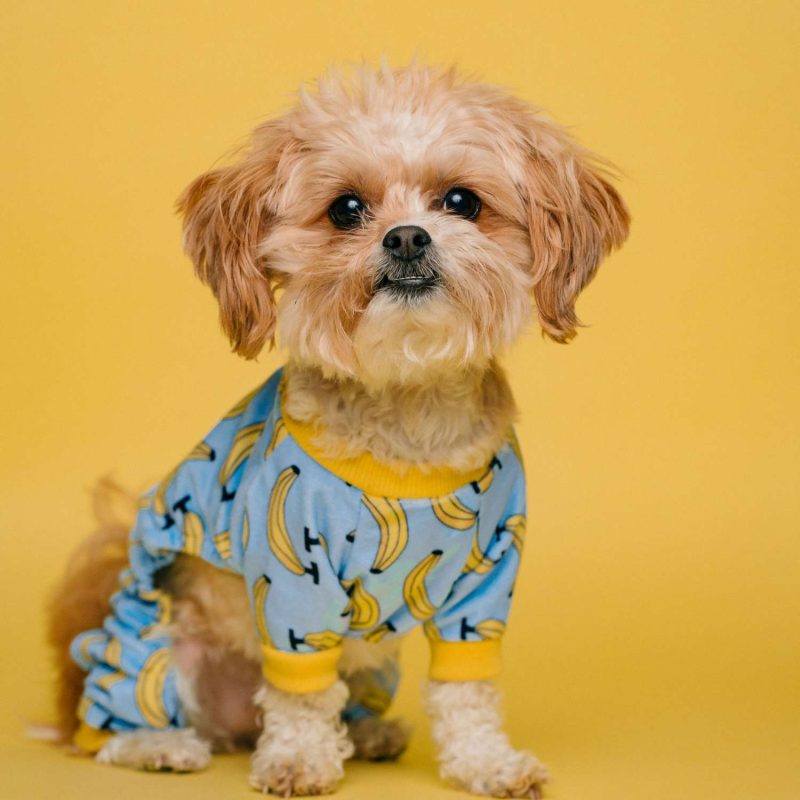 Bản Quyền Số Việt Nam